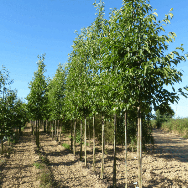 ALNUS x spaethii – Image 3