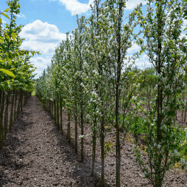 AMELANCHIER alnifolia 'Obelisk' COV – Image 3