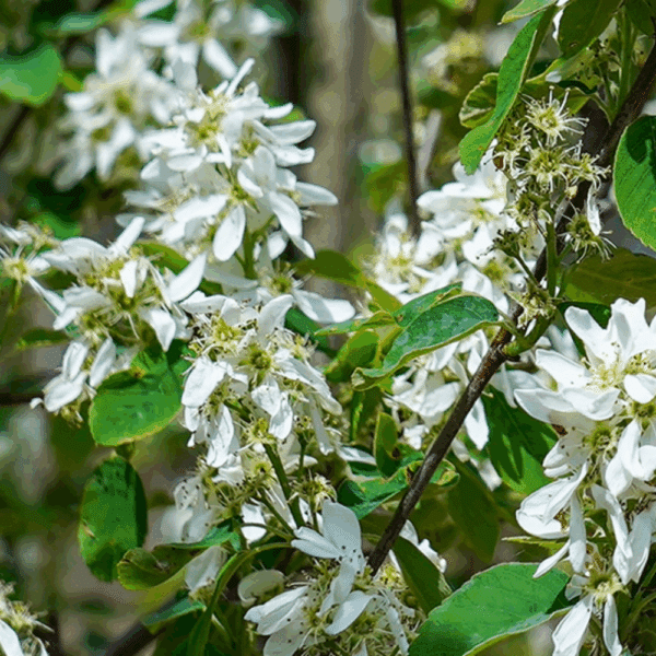 AMELANCHIER alnifolia 'Obelisk' COV – Image 2