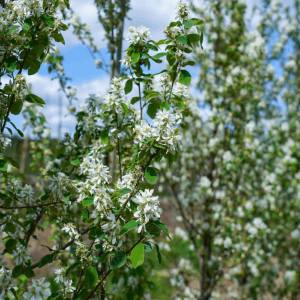 AMELANCHIER alnifolia 'Obelisk' COV – Image 4