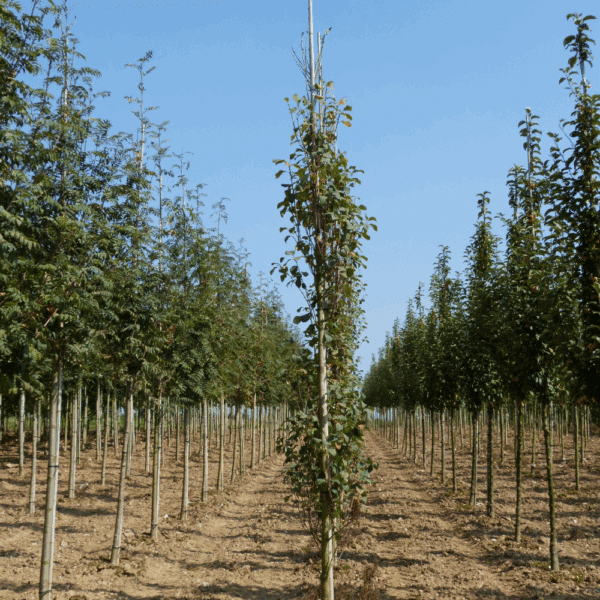 AMELANCHIER alnifolia 'Obelisk' COV – Image 5