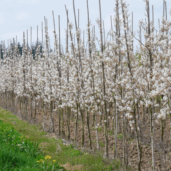 AMELANCHIER arborea 'Robin Hill' – Image 2