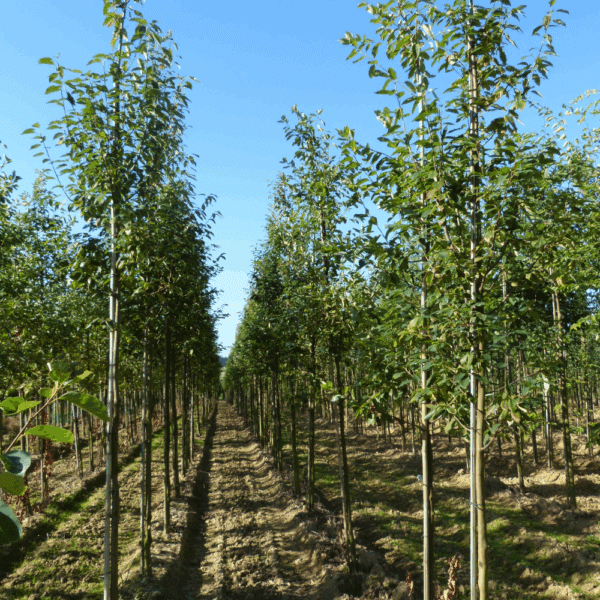 AMELANCHIER arborea 'Robin Hill' – Image 3