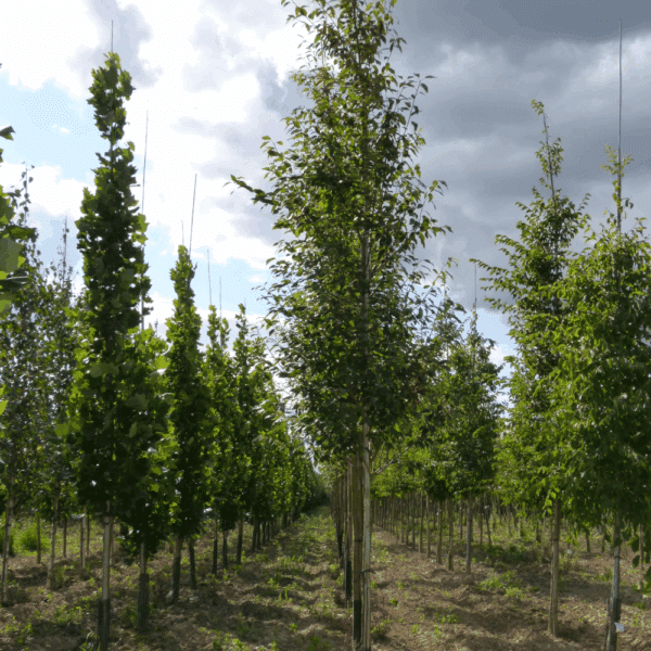 AMELANCHIER arborea 'Robin Hill' – Image 7