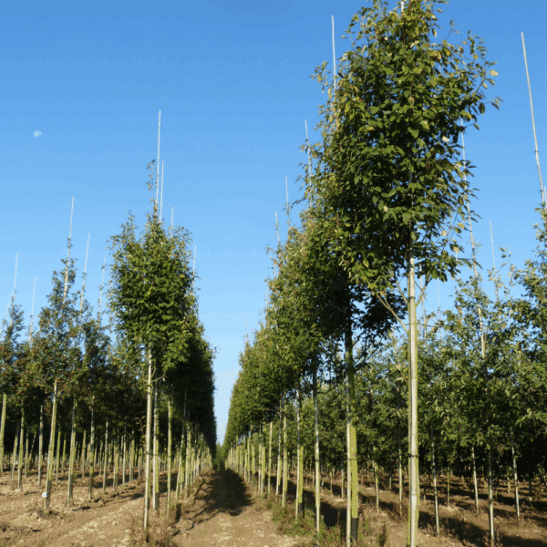 AMELANCHIER arborea 'Robin Hill' – Image 6