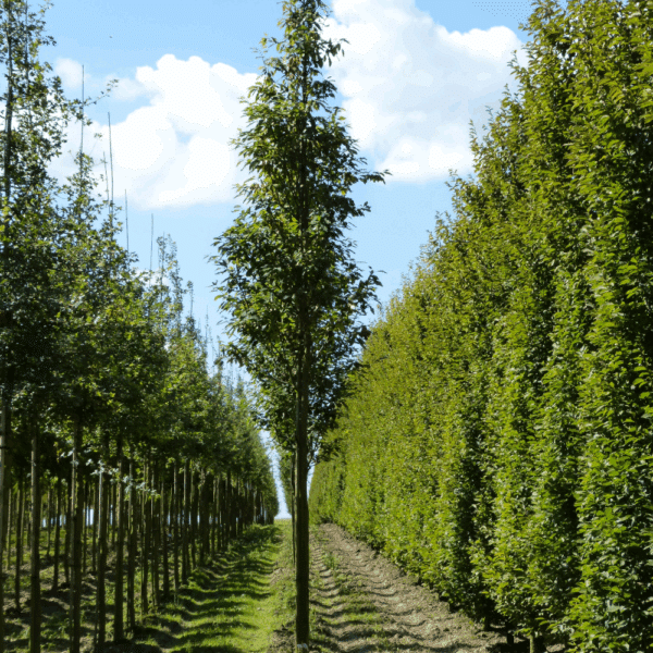 AMELANCHIER arborea 'Robin Hill' – Image 5