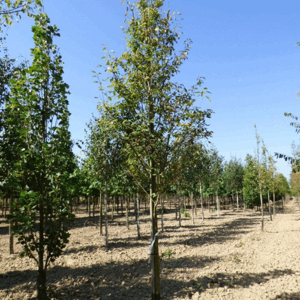 AMELANCHIER arborea 'Robin Hill' – Image 4