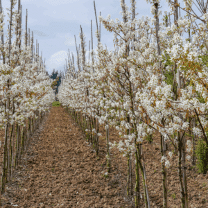 AMELANCHIER canadensis RAINBOW PILLAR 'Glennform'