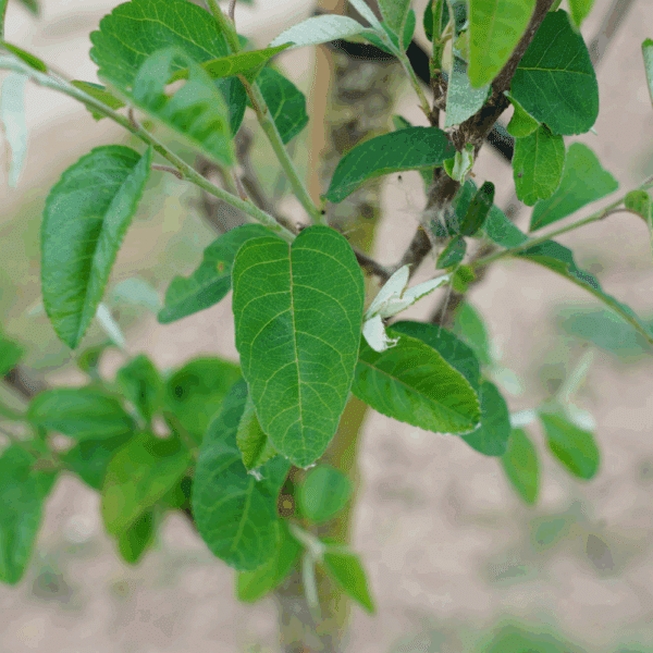AMELANCHIER canadensis RAINBOW PILLAR 'Glennform' – Image 2
