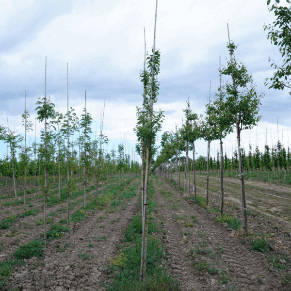 AMELANCHIER canadensis RAINBOW PILLAR 'Glennform' – Image 3