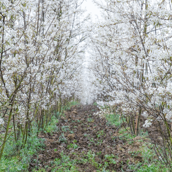 AMELANCHIER lamarckii – Image 8