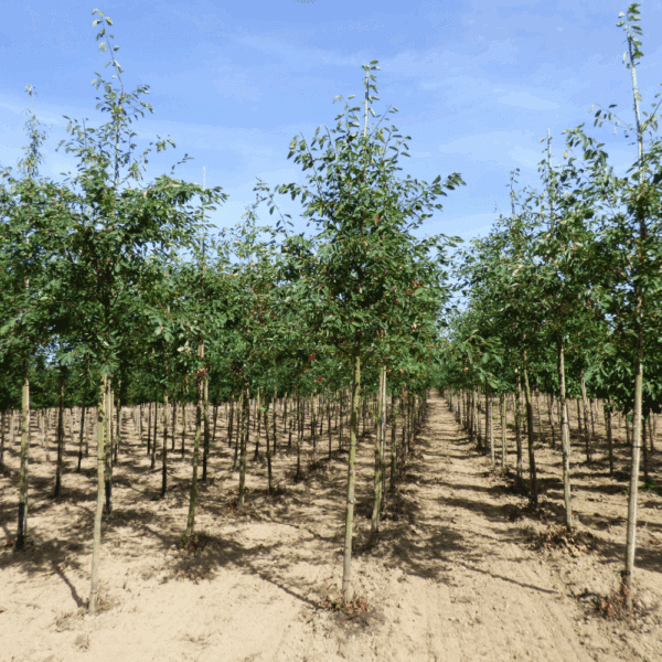 AMELANCHIER lamarckii – Image 5