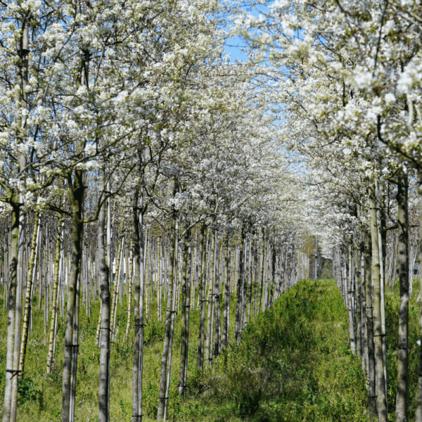 AMELANCHIER lamarckii – Image 3