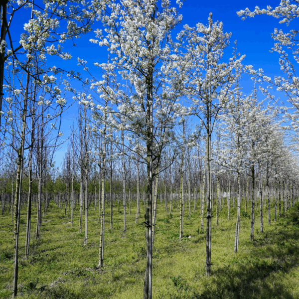 AMELANCHIER lamarckii – Image 4