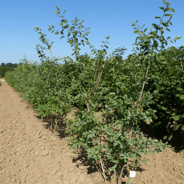 AMELANCHIER lamarckii – Image 7