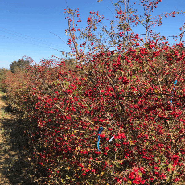 AMELANCHIER lamarckii – Image 6
