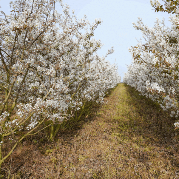 AMELANCHIER ovalis – Image 4