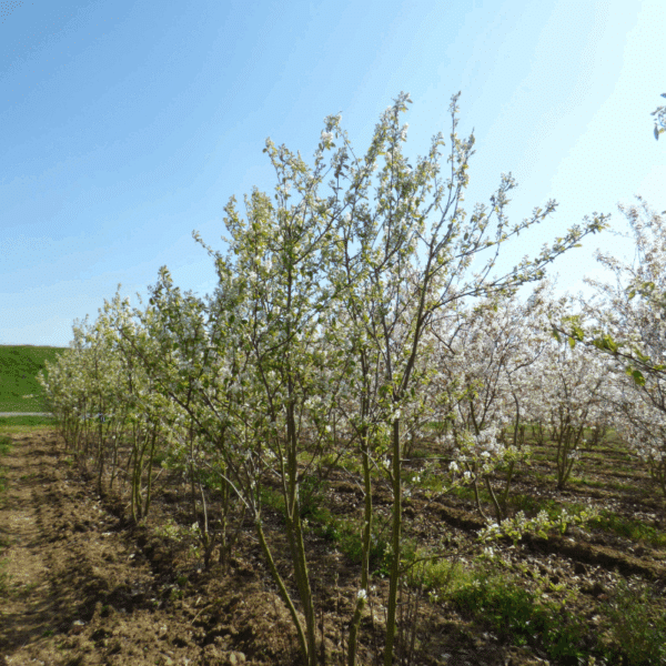 AMELANCHIER ovalis – Image 3