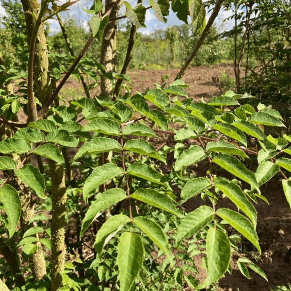 ARALIA elata – Image 7