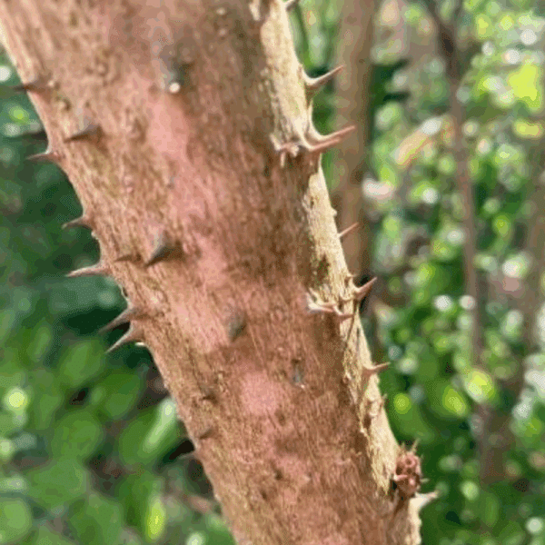 ARALIA elata – Image 4