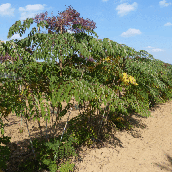 ARALIA elata – Image 5