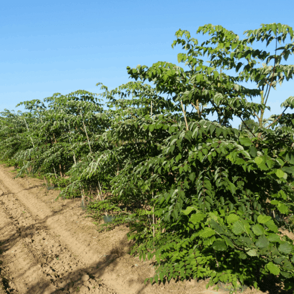 ARALIA elata – Image 2