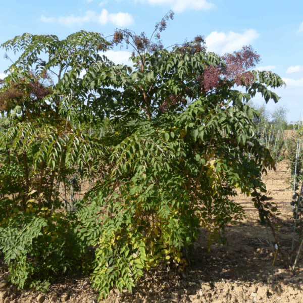 ARALIA elata – Image 3