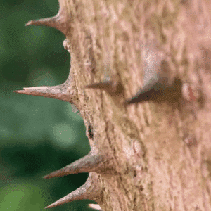 ARALIA elata