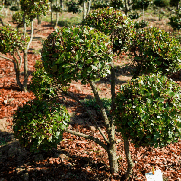 ARBUTUS unedo – Image 3