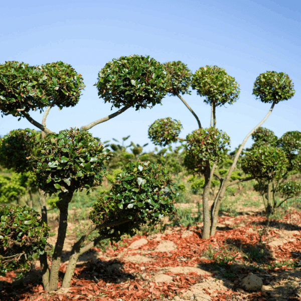 ARBUTUS unedo – Image 5