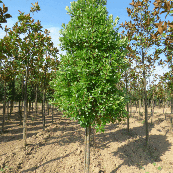 ARBUTUS unedo – Image 4