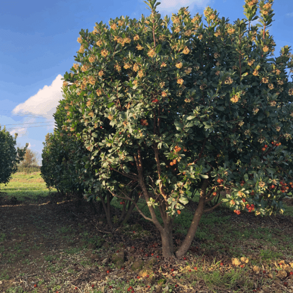 ARBUTUS unedo – Image 2