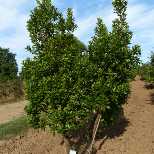 ARBUTUS unedo – Image 9