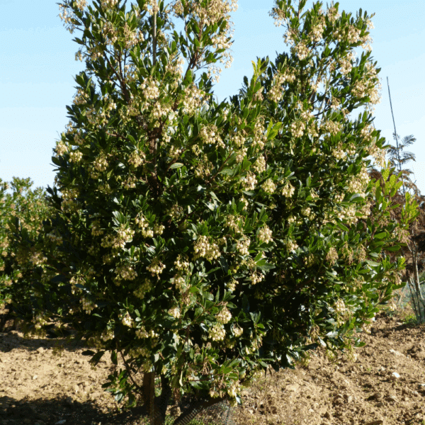 ARBUTUS unedo – Image 7