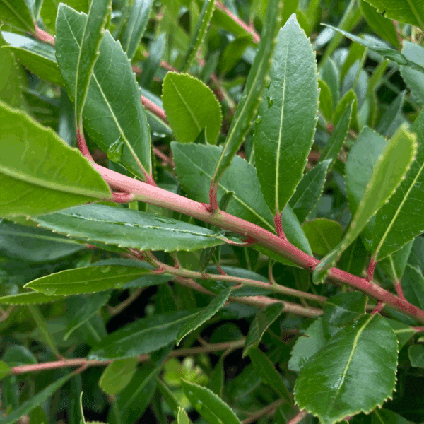 ARBUTUS unedo 'Compacta' – Image 3