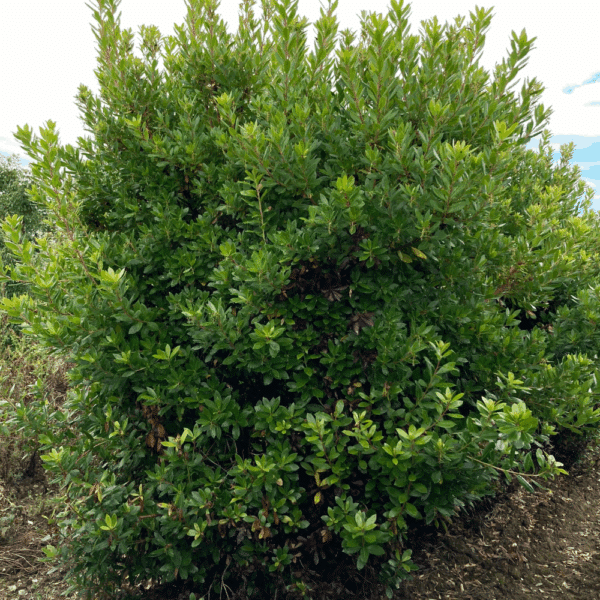 ARBUTUS unedo 'Compacta' – Image 4