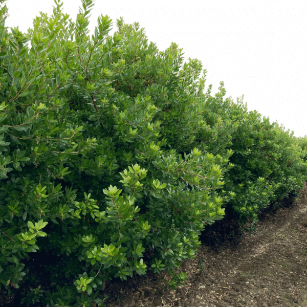 ARBUTUS unedo 'Compacta' – Image 2