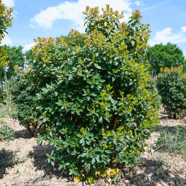 ARBUTUS x andrachnoides – Image 2
