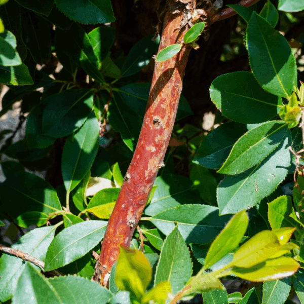ARBUTUS x andrachnoides – Image 3