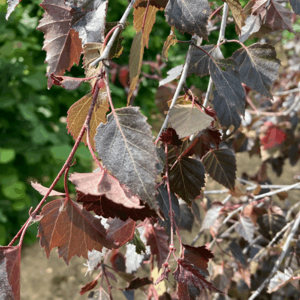 BETULA 'Crimson Frost' – Image 6