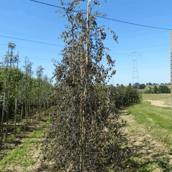 BETULA 'Crimson Frost' – Image 2