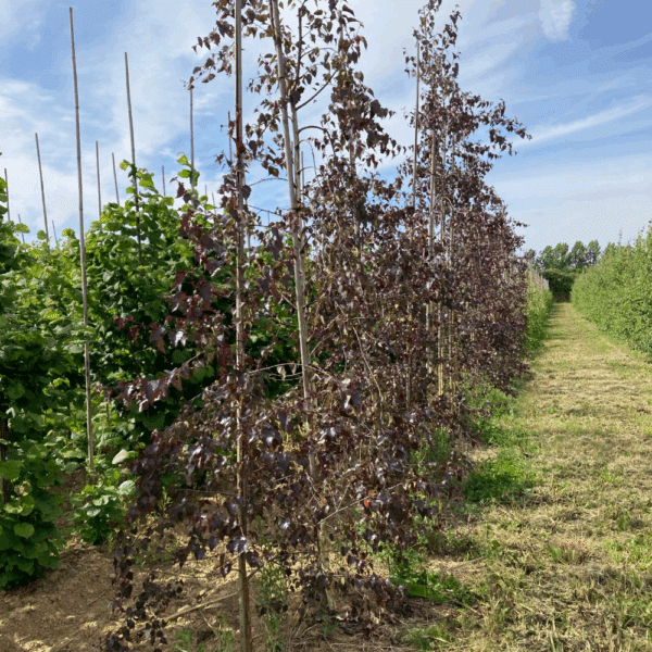 BETULA 'Crimson Frost' – Image 3