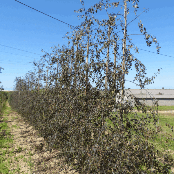 BETULA 'Crimson Frost' – Image 4