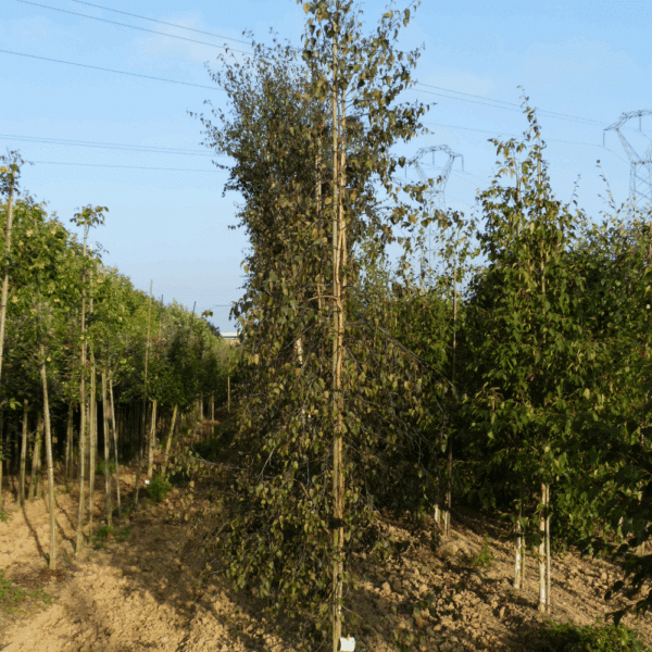 BETULA 'Crimson Frost' – Image 5