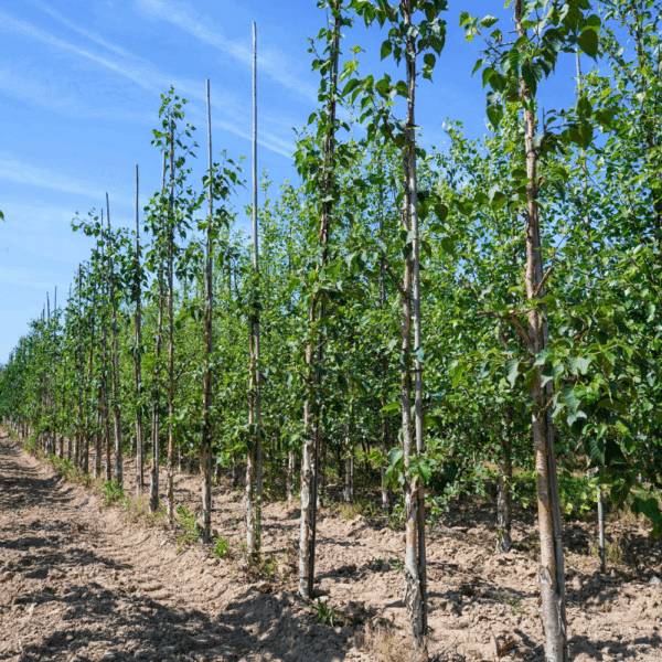 BETULA ermanii 'Blush' – Image 3