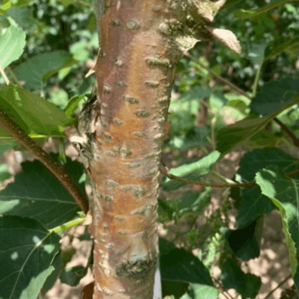 BETULA ermanii 'Blush' – Image 2
