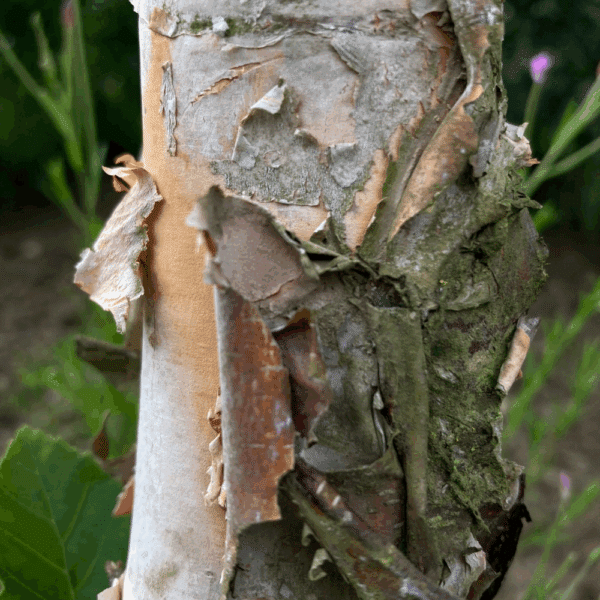 BETULA nigra – Image 3