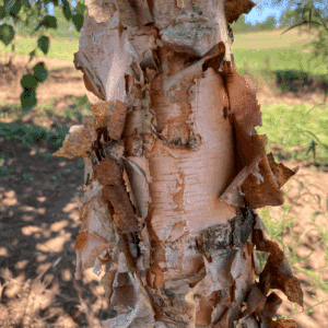 BETULA nigra