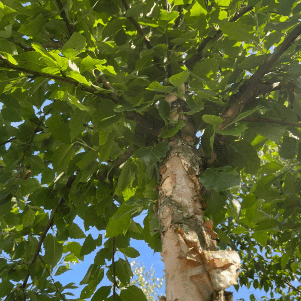 BETULA nigra – Image 7