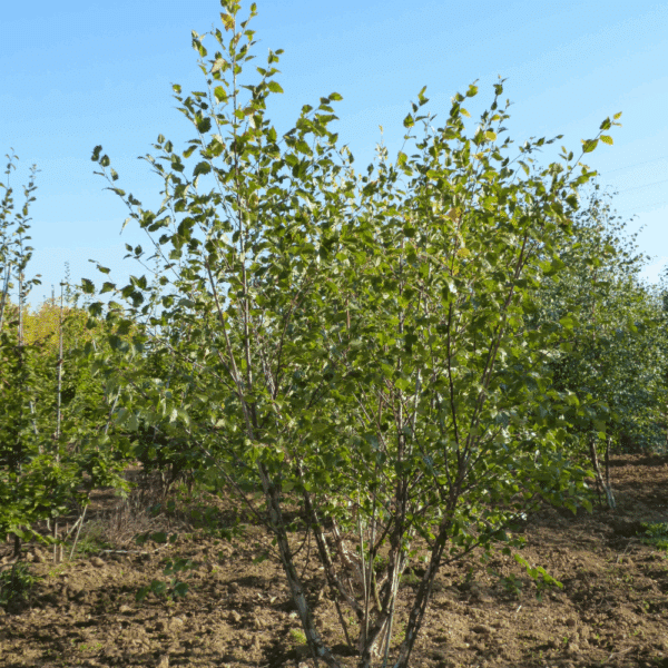 BETULA nigra – Image 8